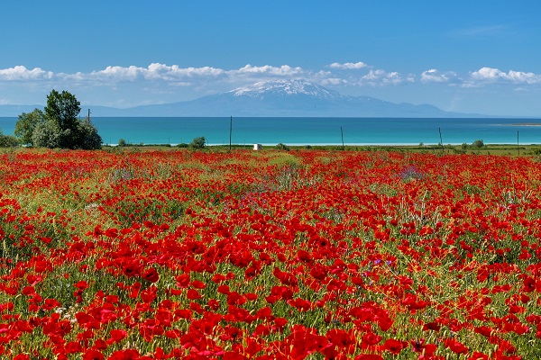 Foto - Van Gölü kıyıları kırmızıya boyandı