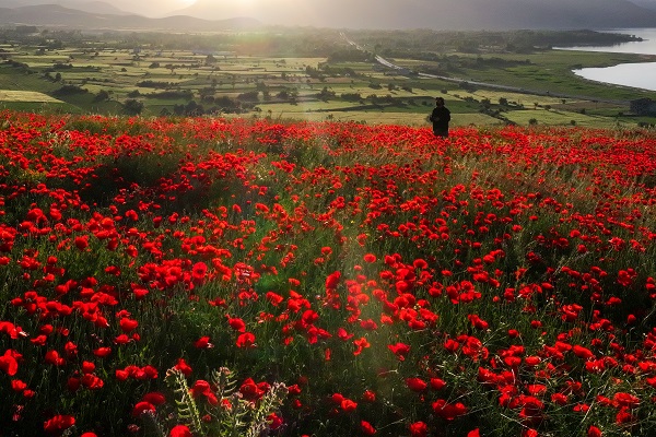 Foto - Van Gölü kıyıları kırmızıya boyandı
