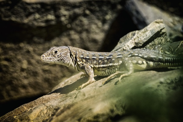 Foto - Van Gölü onlarca türe ev sahipliği yapıyor