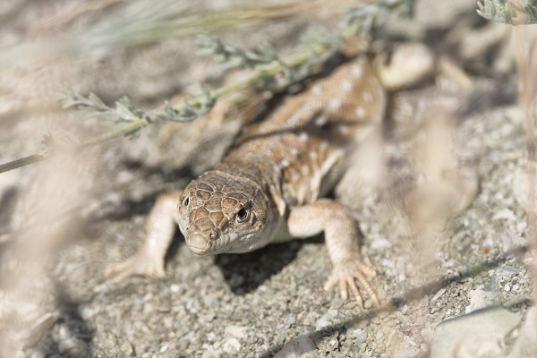 Foto - Van Gölü onlarca türe ev sahipliği yapıyor