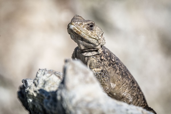 Foto - Van Gölü onlarca türe ev sahipliği yapıyor
