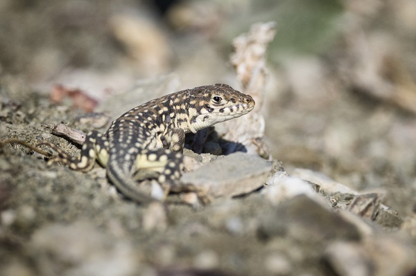 Foto - Van Gölü onlarca türe ev sahipliği yapıyor