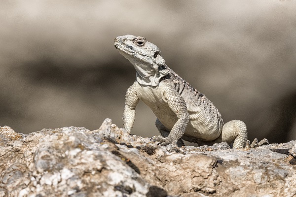 Foto - Van Gölü onlarca türe ev sahipliği yapıyor