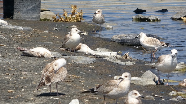 Van Gölü’nde acı fotoğraf
