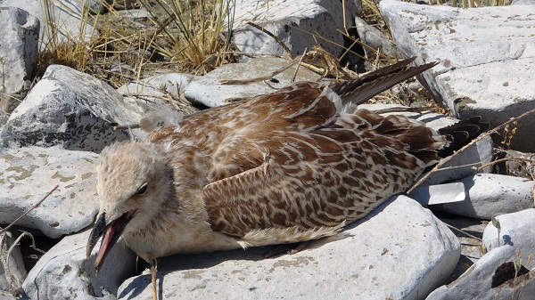 Foto - Van Gölü’nde acı fotoğraf