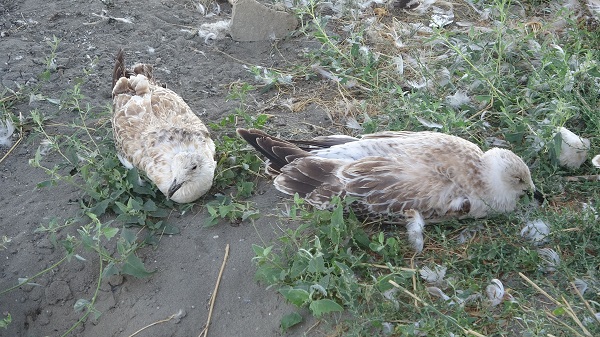 Foto - Van Gölü’nde acı fotoğraf