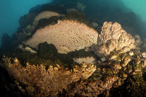 Foto - Van Gölü'ndeki mikrobiyalitler böyle korunacak