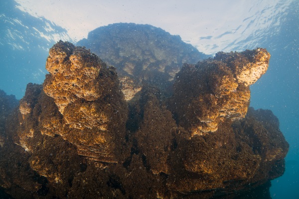 Foto - Van Gölü'ndeki mikrobiyalitler böyle korunacak