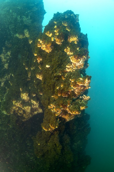 Foto - Van Gölü'ndeki mikrobiyalitler böyle korunacak