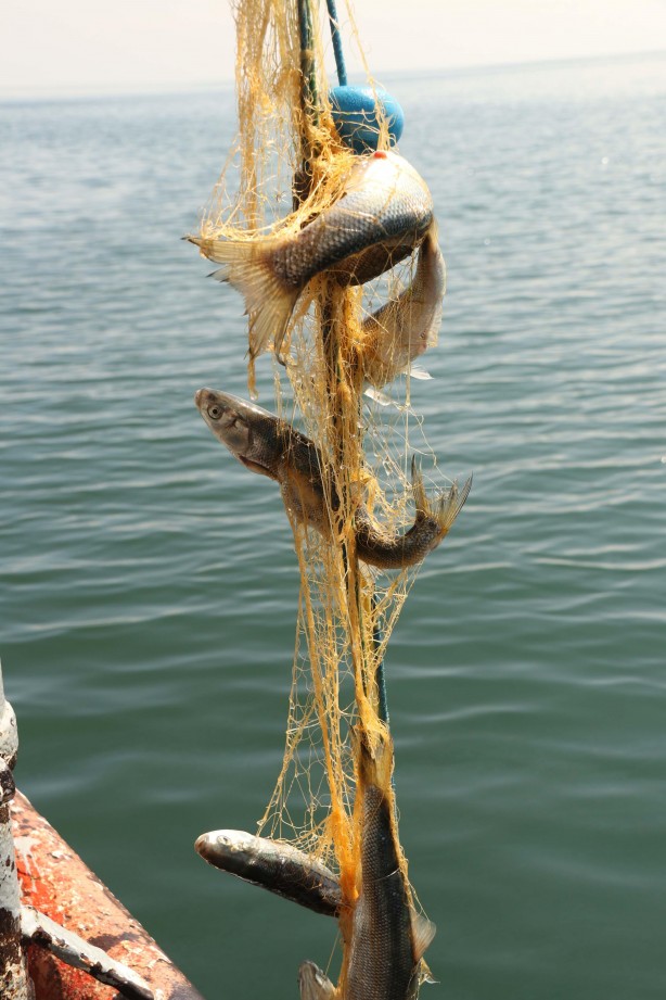Foto - Van Gölü’nün eşsiz lezzeti: İnci kefali