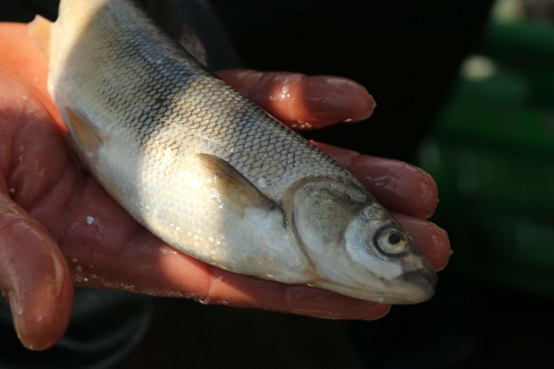 Foto - Van Gölü’nün eşsiz lezzeti: İnci kefali