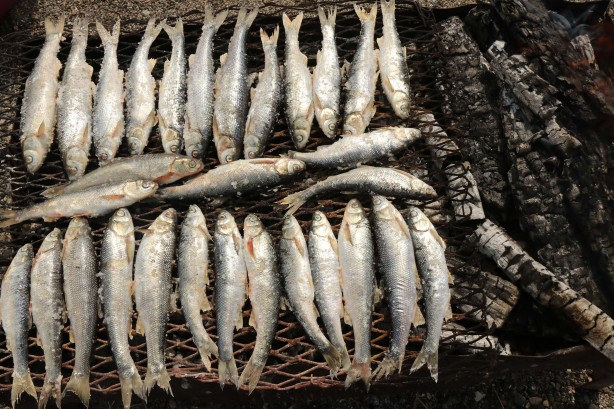 Foto - Van Gölü’nün eşsiz lezzeti: İnci kefali