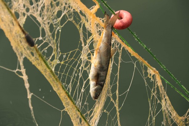 Van Gölü’nün eşsiz lezzeti: İnci kefali