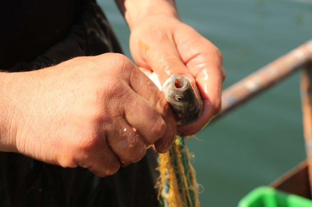Foto - Van Gölü’nün eşsiz lezzeti: İnci kefali