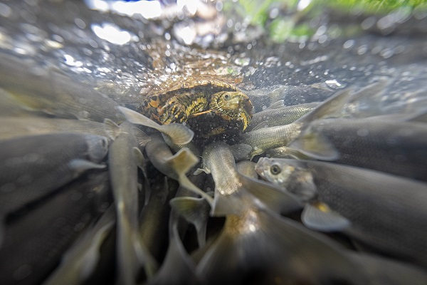 Foto - "Van Gölü'nün incileri" tatlı sulara güvenle yolcuk yapıyor