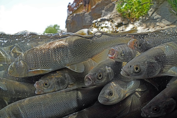 Foto - "Van Gölü'nün incileri" tatlı sulara güvenle yolcuk yapıyor