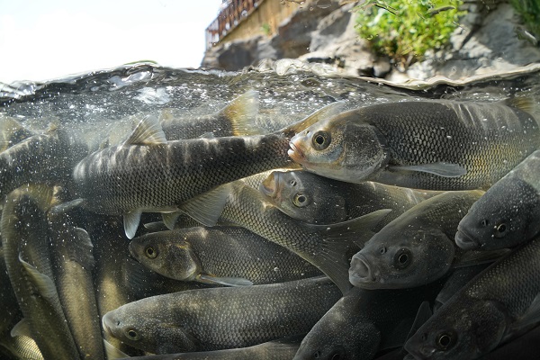 Foto - "Van Gölü'nün incileri" tatlı sulara güvenle yolcuk yapıyor