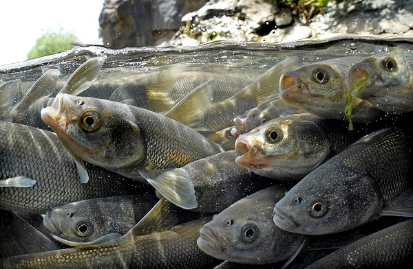 Foto - "Van Gölü'nün incileri" tatlı sulara güvenle yolcuk yapıyor