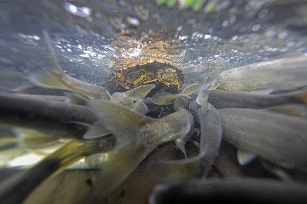 Foto - "Van Gölü'nün incileri" tatlı sulara güvenle yolcuk yapıyor