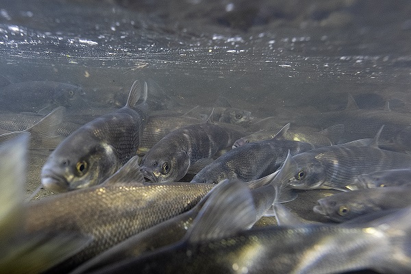 Foto - "Van Gölü'nün incileri" tatlı sulara güvenle yolcuk yapıyor