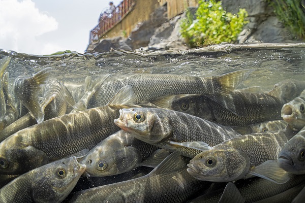 Foto - "Van Gölü'nün incileri" tatlı sulara güvenle yolcuk yapıyor