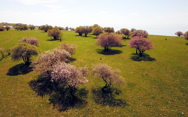 Foto - Van Gölü'nün incisi: Çarpanak Adası