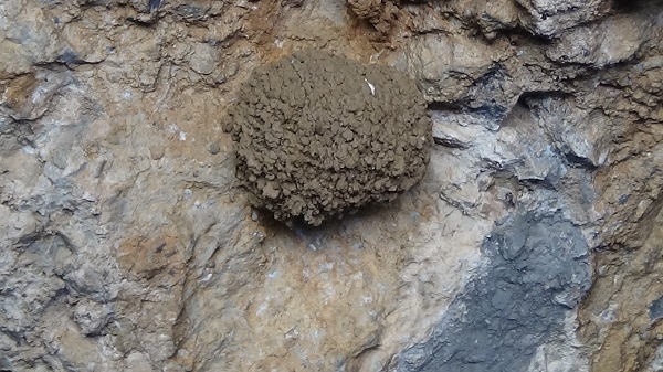 Foto - Van Gölü'nün sevimli misafirleri