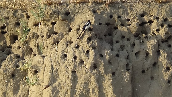 Foto - Van Gölü'nün sevimli misafirleri