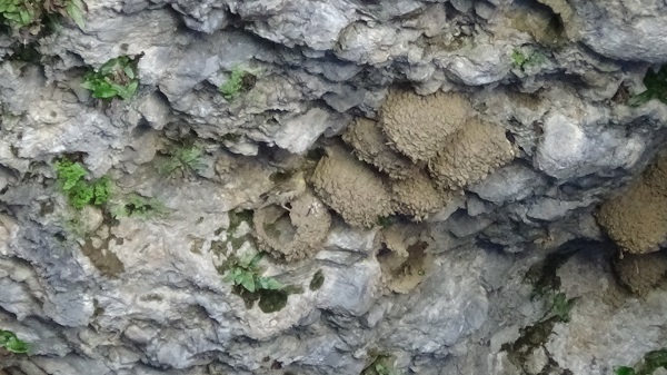 Foto - Van Gölü'nün sevimli misafirleri