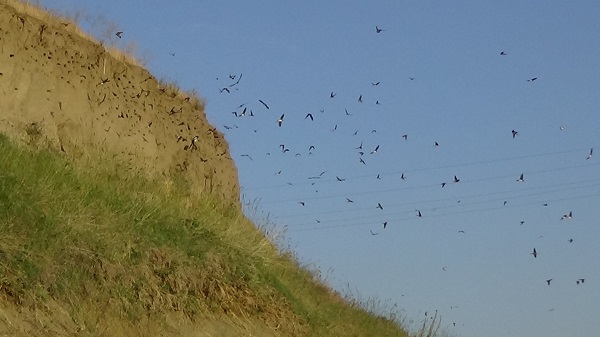 Foto - Van Gölü'nün sevimli misafirleri