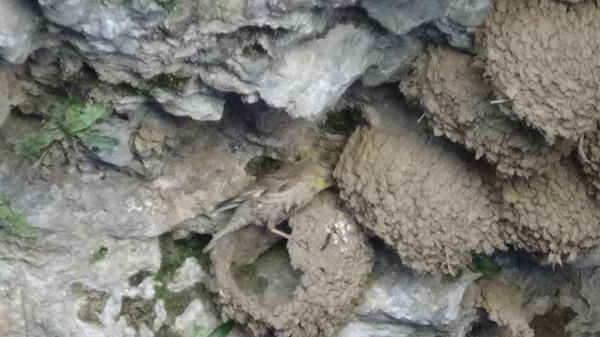 Foto - Van Gölü'nün sevimli misafirleri