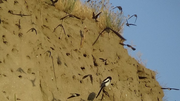 Foto - Van Gölü'nün sevimli misafirleri