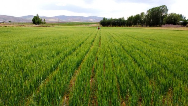 Foto - Van-Özalp'ta 1500 ton arpa hasadı bekleniyor
