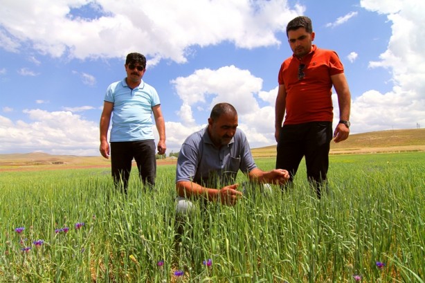Foto - Van-Özalp'ta 1500 ton arpa hasadı bekleniyor