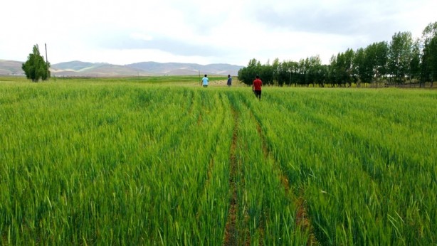 Foto - Van-Özalp'ta 1500 ton arpa hasadı bekleniyor