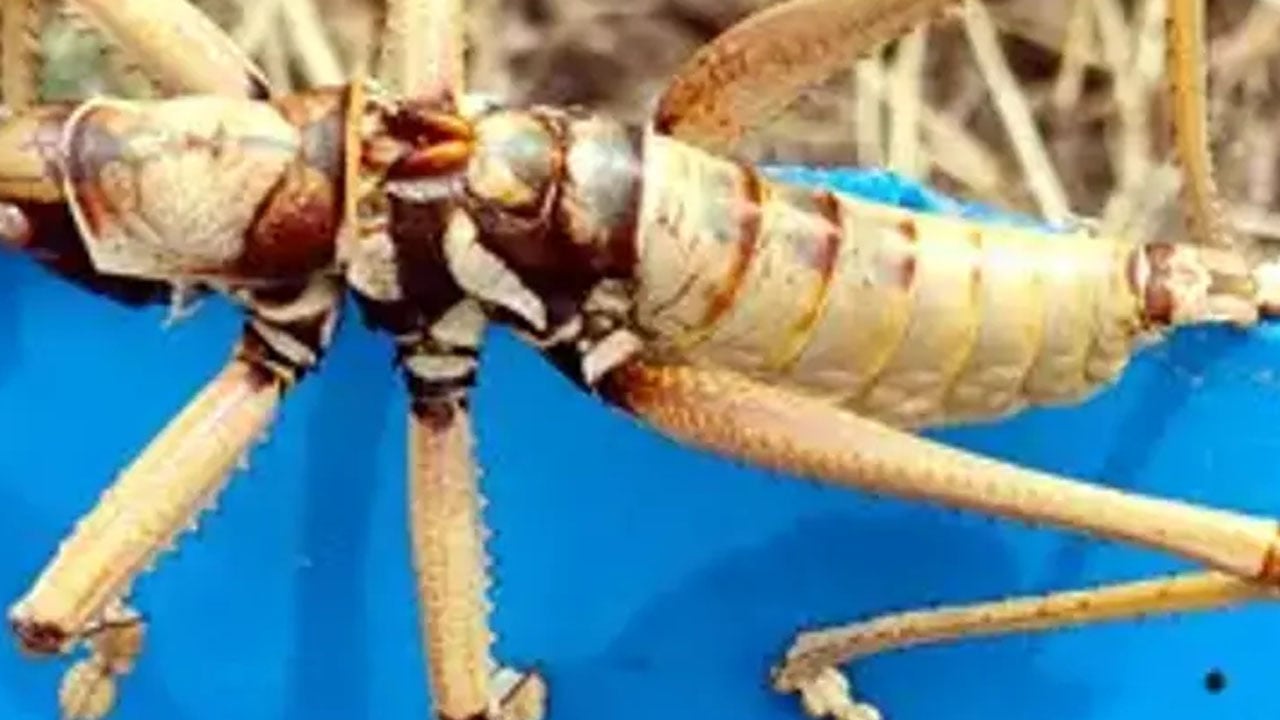 Van 'Zilan Yaylaları'nda dev çekirgeler: Ortaya çıkan dev canlıların sırrı belli oldu! Boyları 15 santimetre...