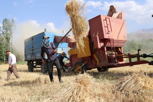 Foto - Van’da arpa hasadı başladı