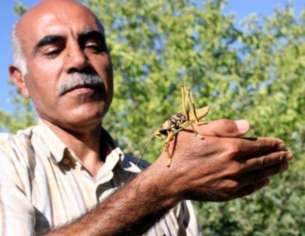 Foto - Van'da bulunan dev çekirge şaşırttı!