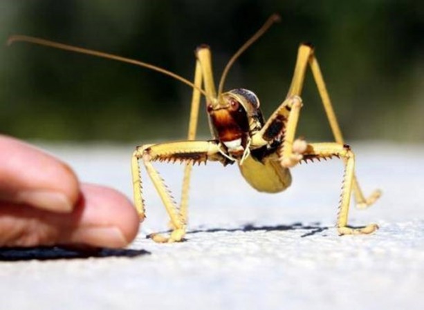 Foto - Van'da bulunan dev çekirge şaşırttı!