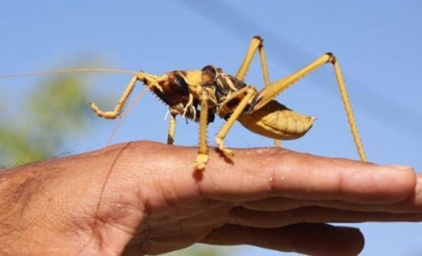 Foto - Van'da bulunan dev çekirge şaşırttı!