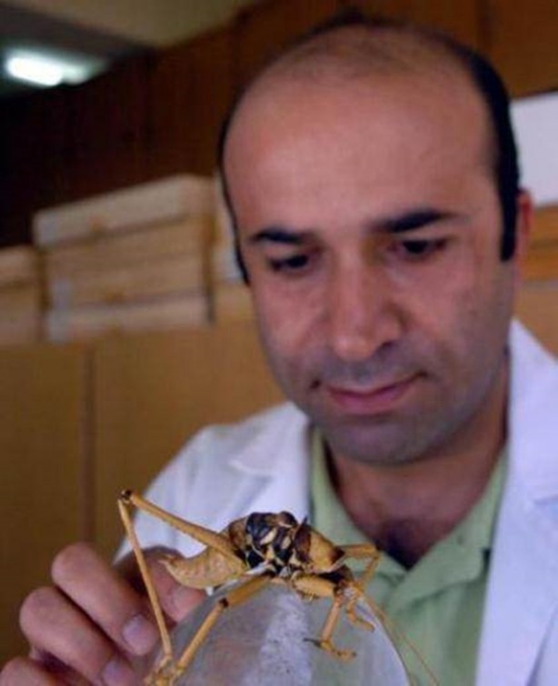 Foto - Van'da bulunan dev çekirge şaşırttı!