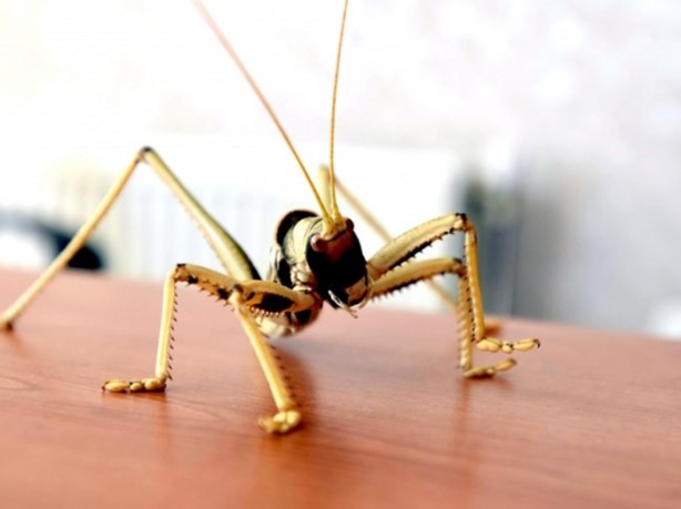 Foto - Van'da bulunan dev çekirge şaşırttı!