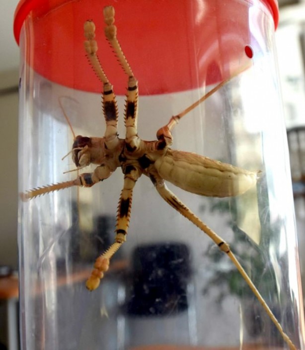 Foto - Van'da bulunan dev çekirge şaşırttı!