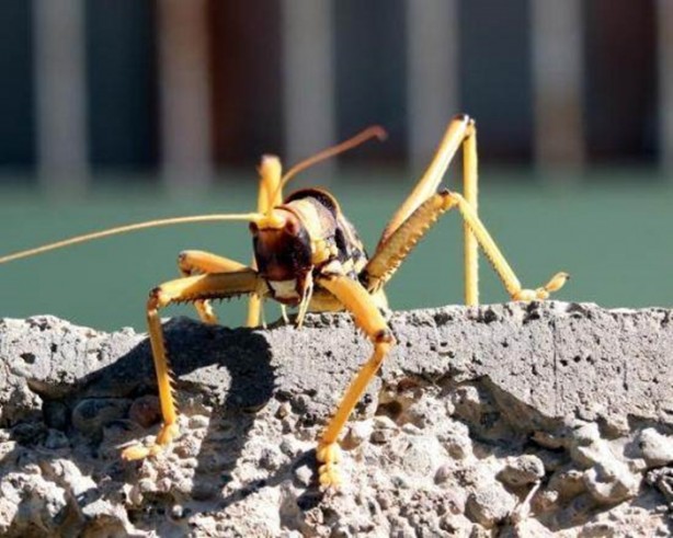 Foto - Van'da bulunan dev çekirge şaşırttı!