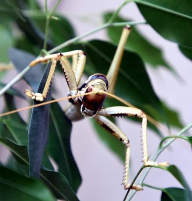 Foto - Van'da bulunan dev çekirge şaşırttı!