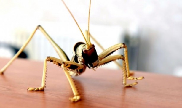  Van'da bulunan dev çekirge şaşırttı!