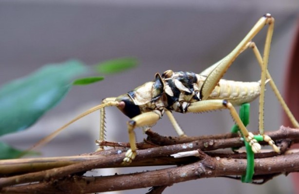 Foto - Van'da bulunan dev çekirge şaşırttı!