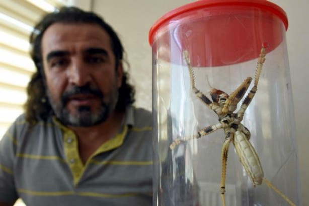 Foto - Van'da bulunan dev çekirge şaşırttı!