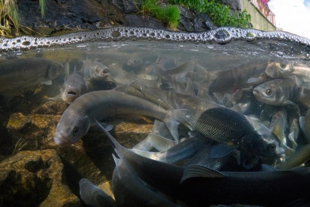 Foto - Van'da inci kefali av yasağı sonra erdi