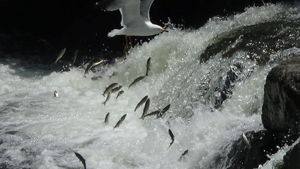 Foto - Van'da inci kefali av yasağı sonra erdi